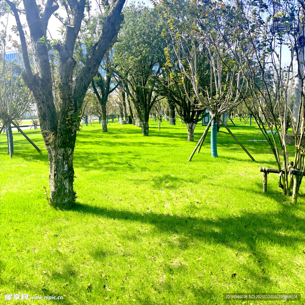 阳光照耀下的绿意盎然草地