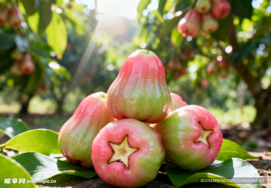 果园中堆叠的莲雾