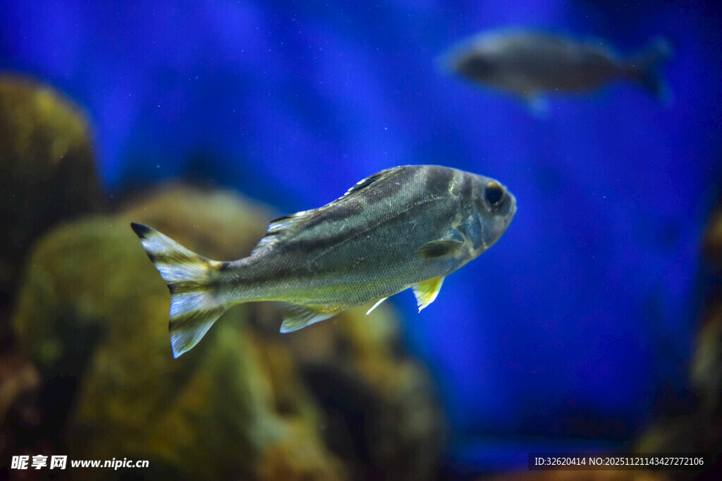 水族馆中游动的条纹小鱼