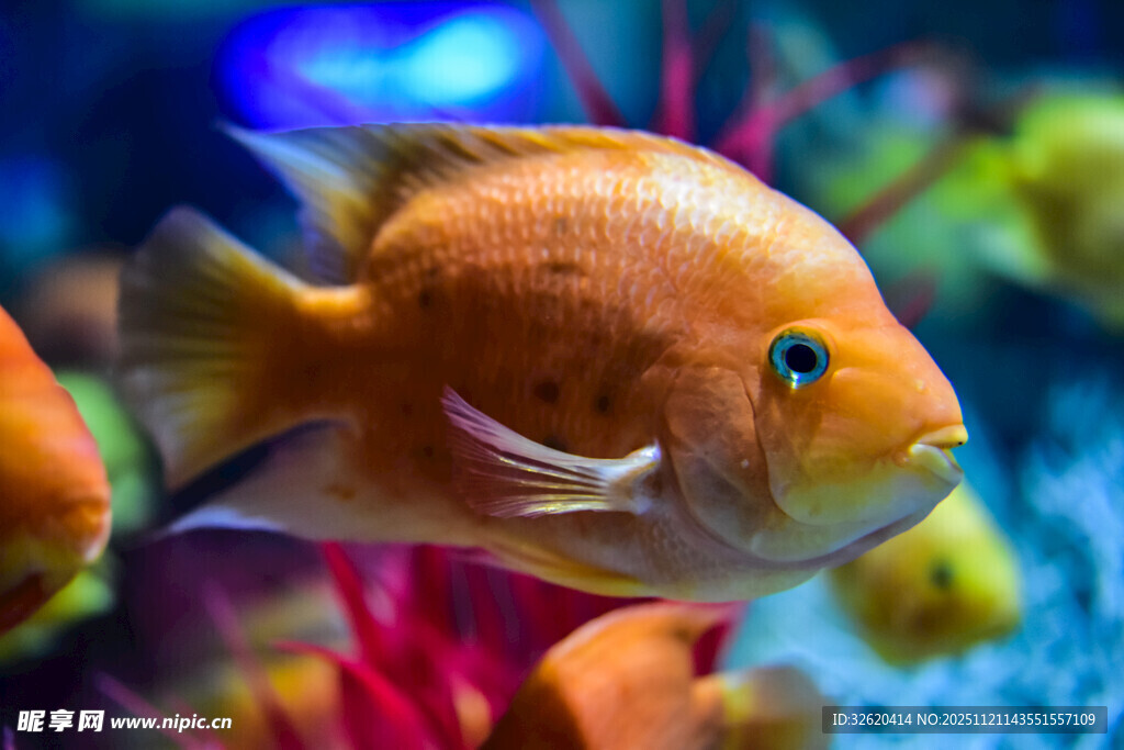橙色观赏鱼在水中悠游