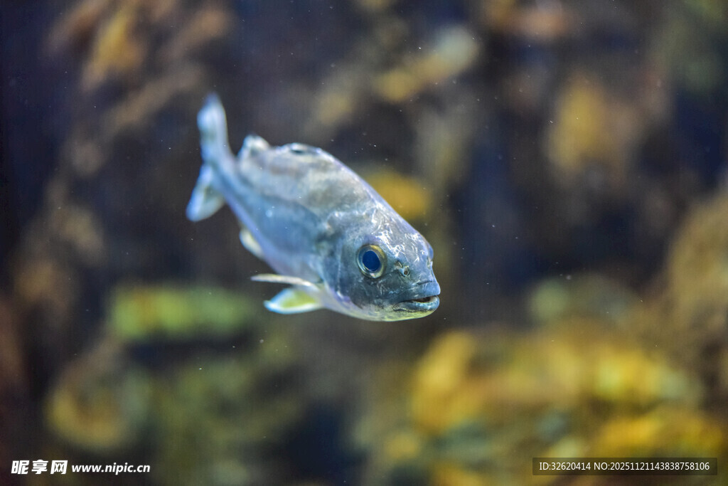 水中游弋的银色小鱼
