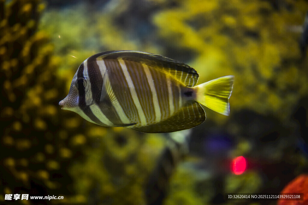条纹海鱼在水中游动