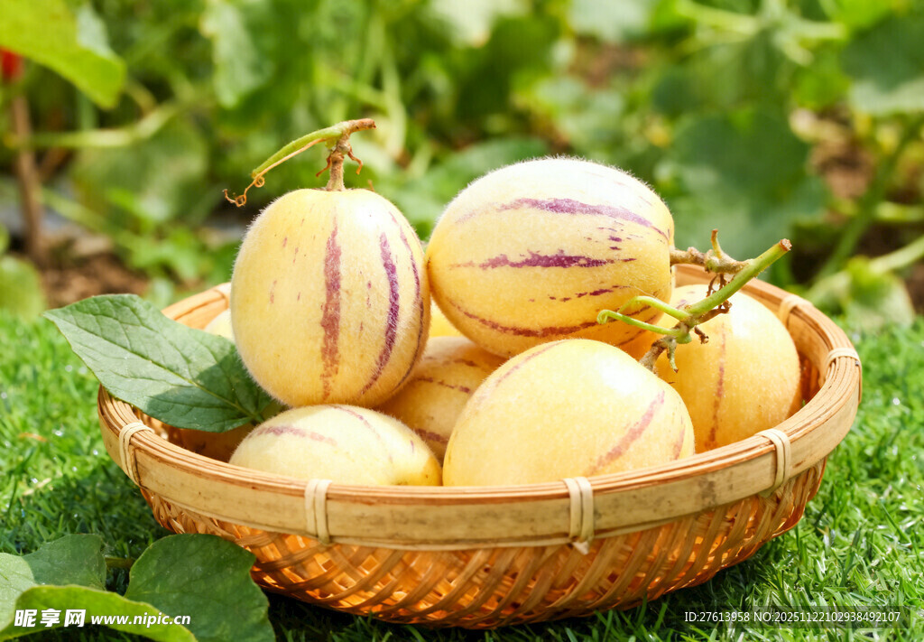 竹篮里的人参果