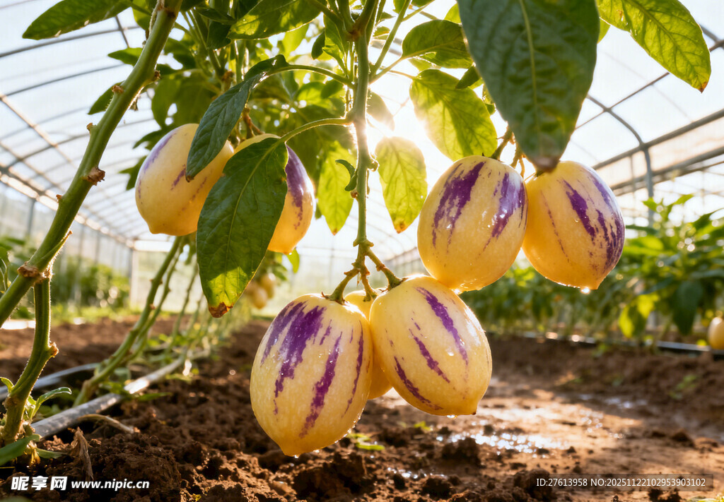 田间挂着的人参果