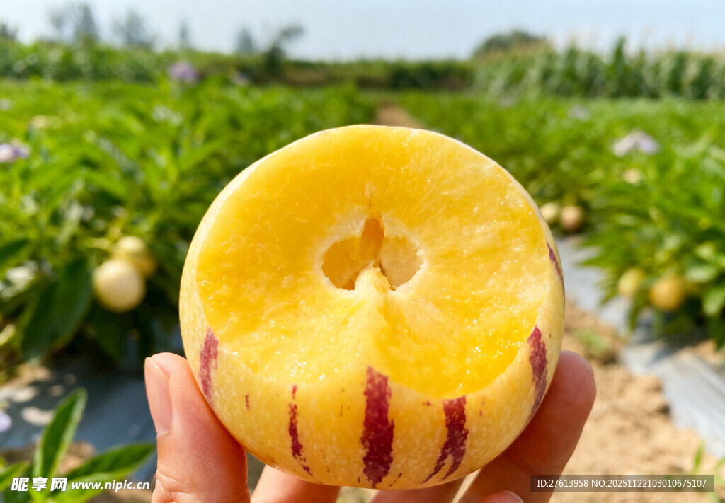 咬了一口的人参果