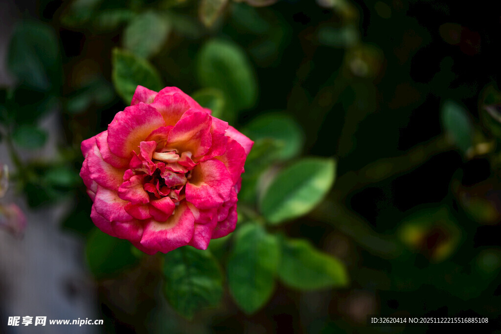 粉色月季花