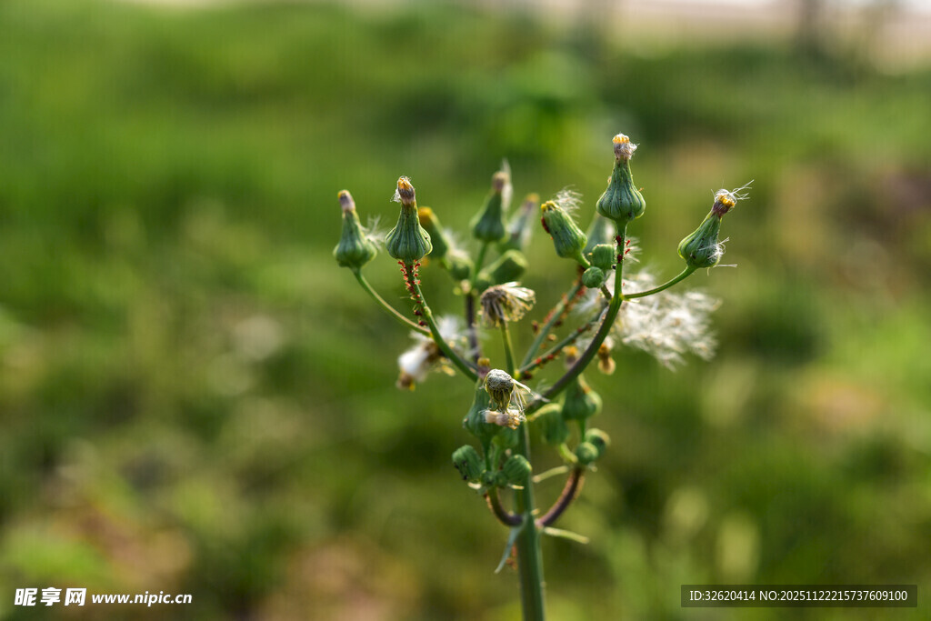 田野中的带蕾植物