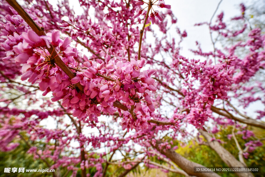 盛开的粉色繁花枝头