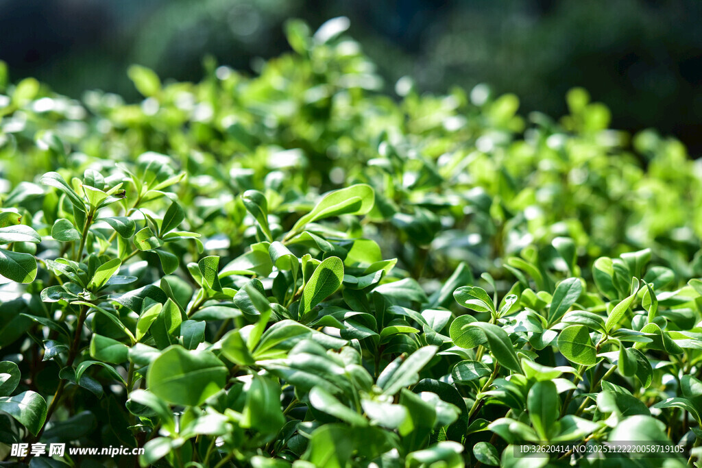 嫩绿繁茂的植物叶片