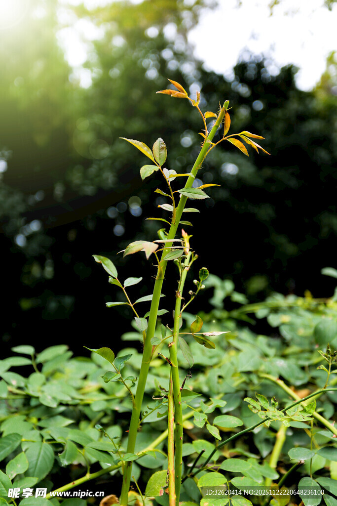 阳光下的嫩绿植物