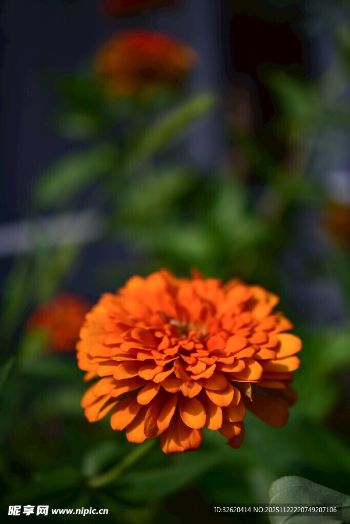 橙色百日菊