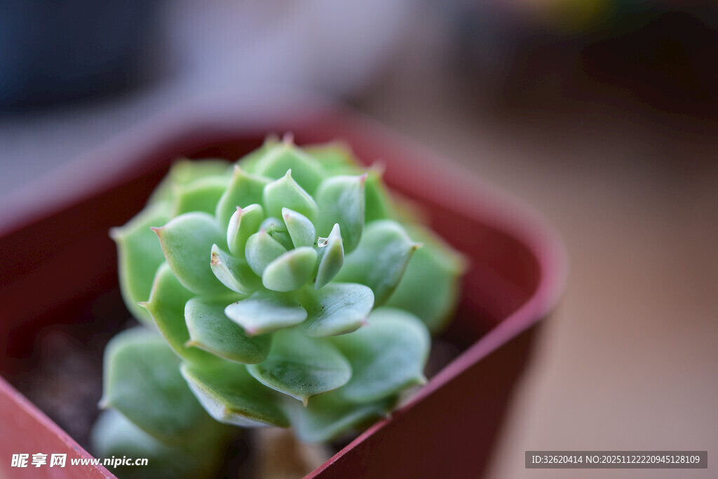 小巧多肉植物绿意盎然