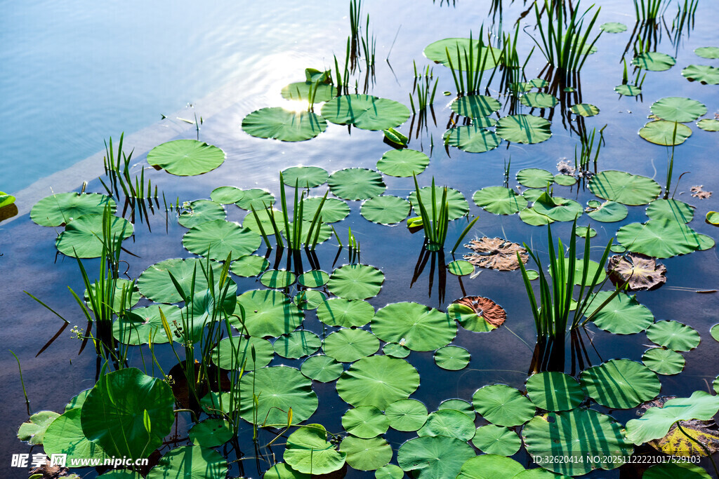 池塘中的水生植物景观