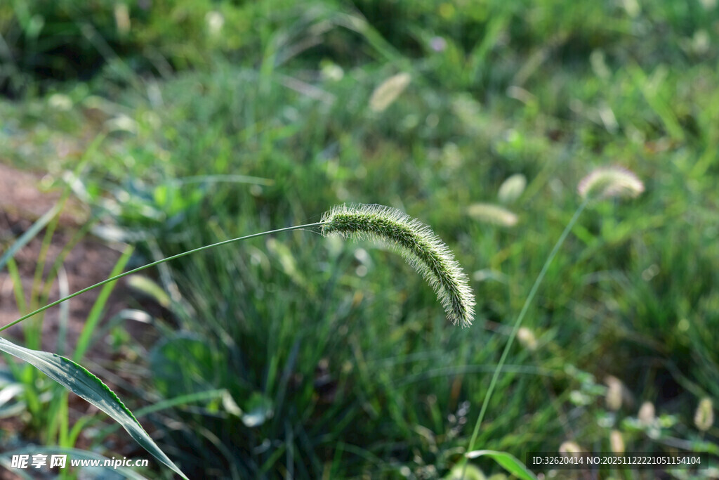 田野间的狗尾巴草