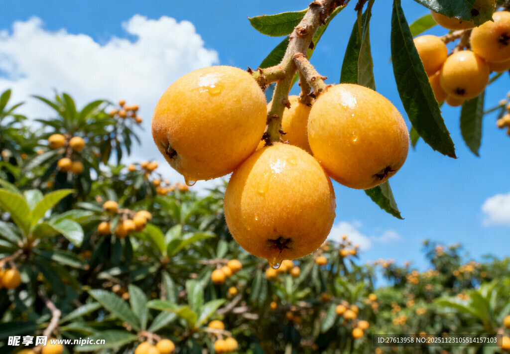 枝头的金黄枇杷