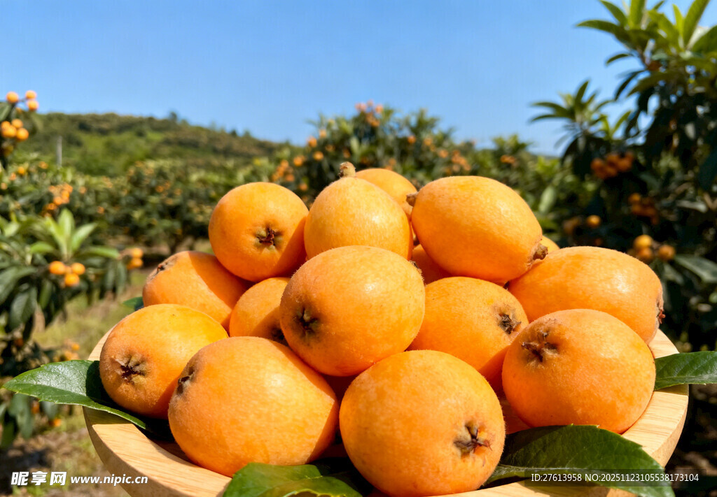 果园里的枇杷果实