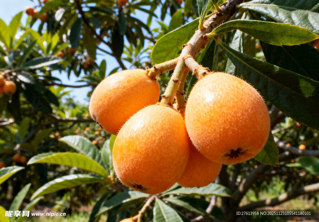 枝头成熟的枇杷