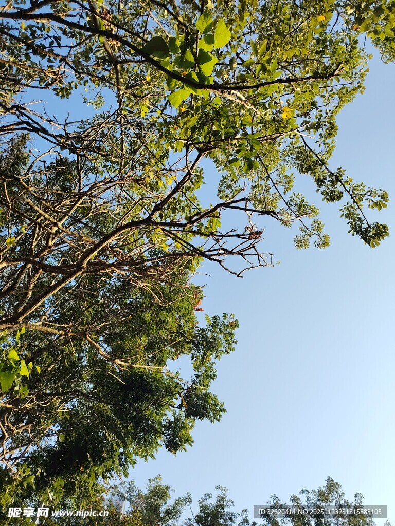 仰视繁茂树枝与蓝天