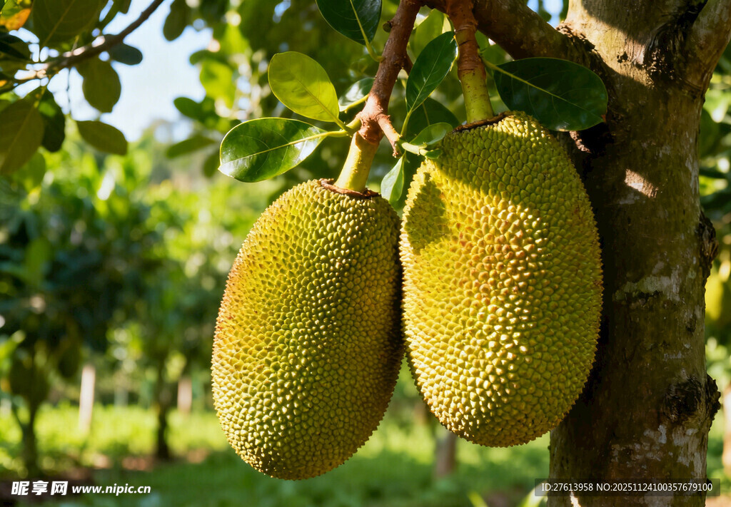 树上的菠萝蜜