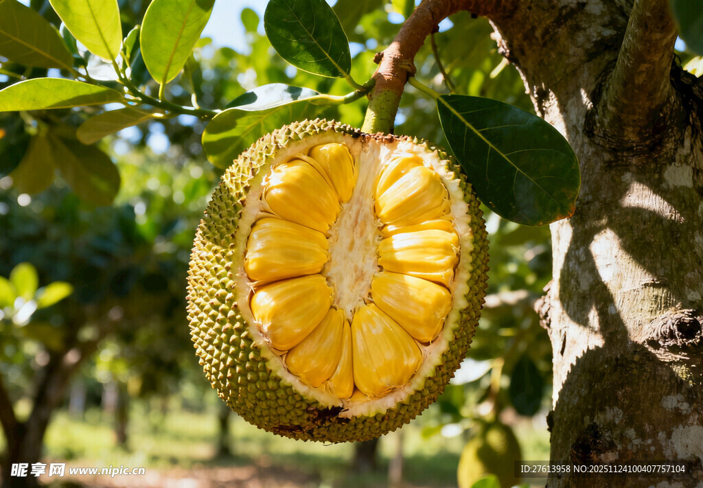 树上切开的菠萝蜜