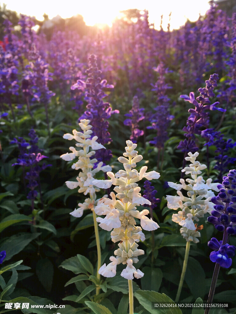 夕阳下的多彩花卉景观