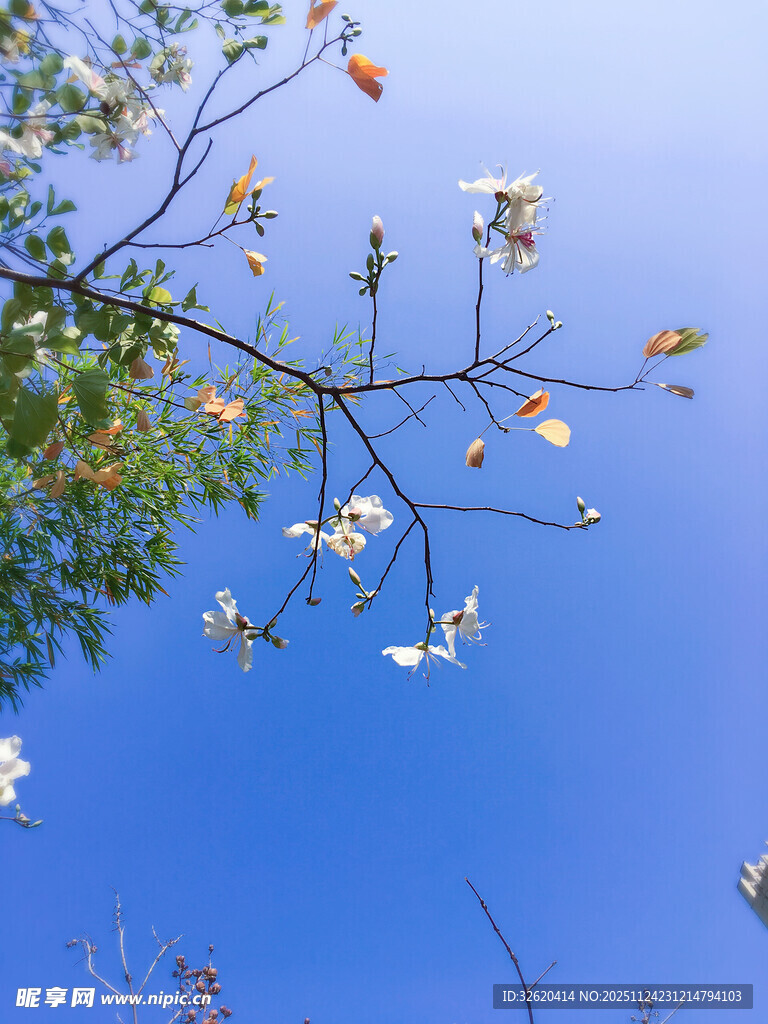 蓝天映衬下的繁花树枝