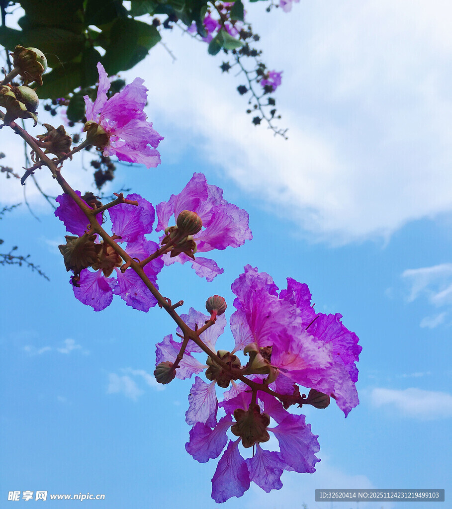 紫花枝头