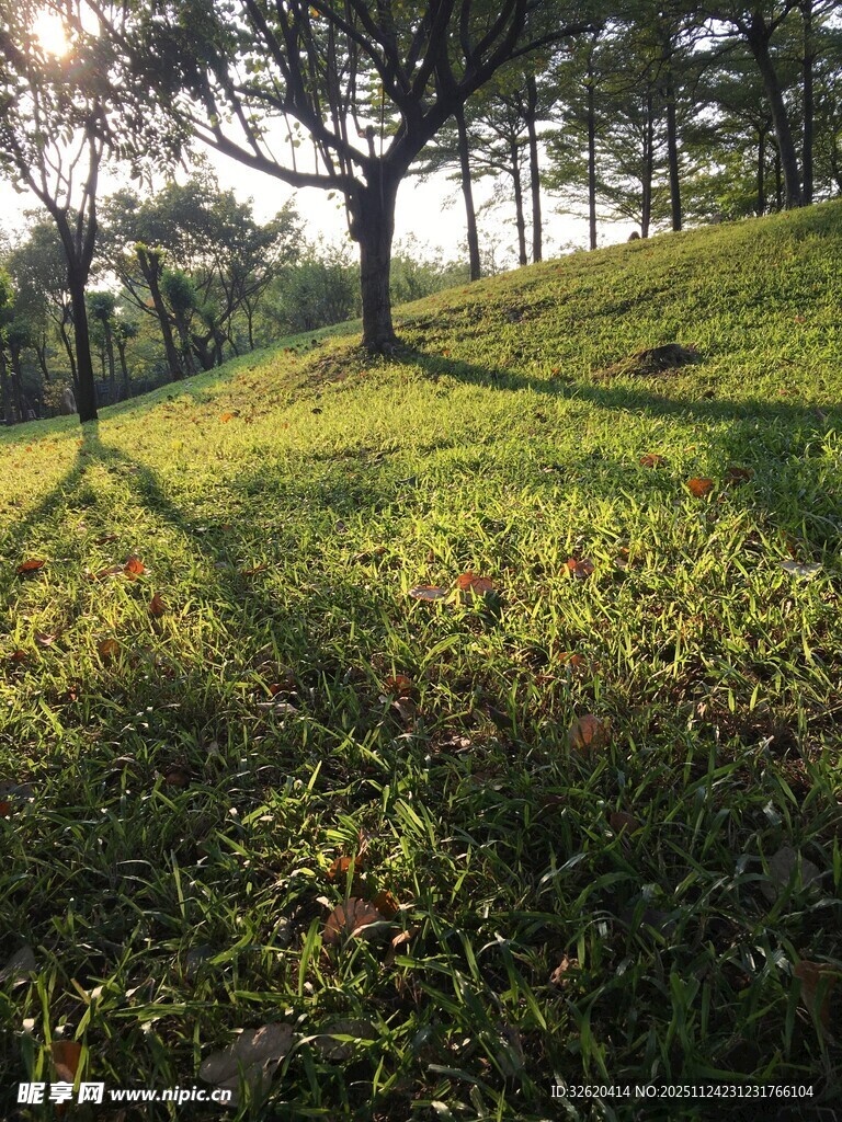 草地与树木