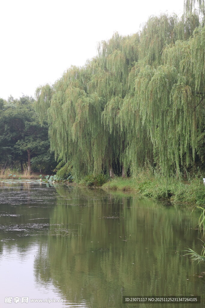 河畔垂柳