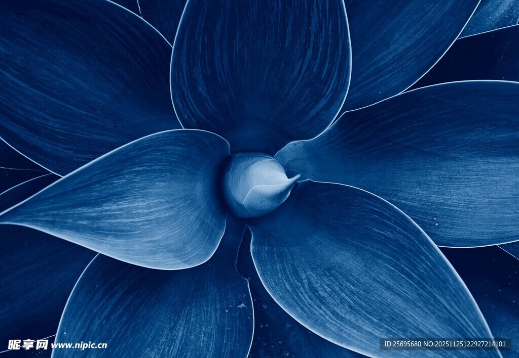 蓝色多肉植物特写