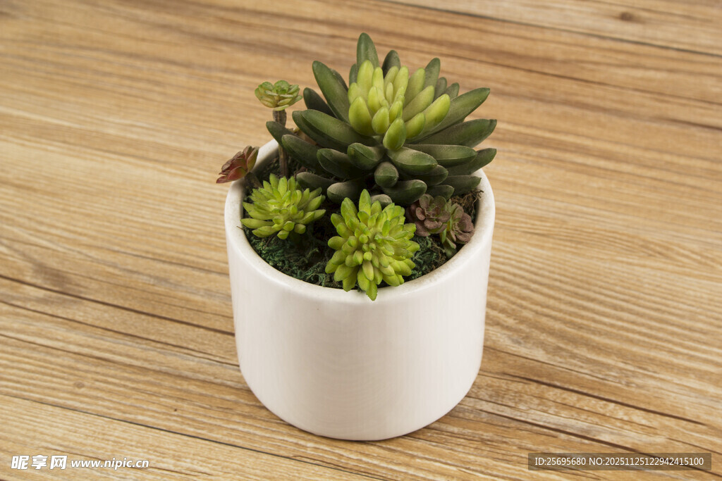 白色花盆中的可爱多肉