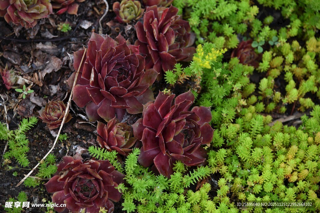 多彩多肉植物的生机景象