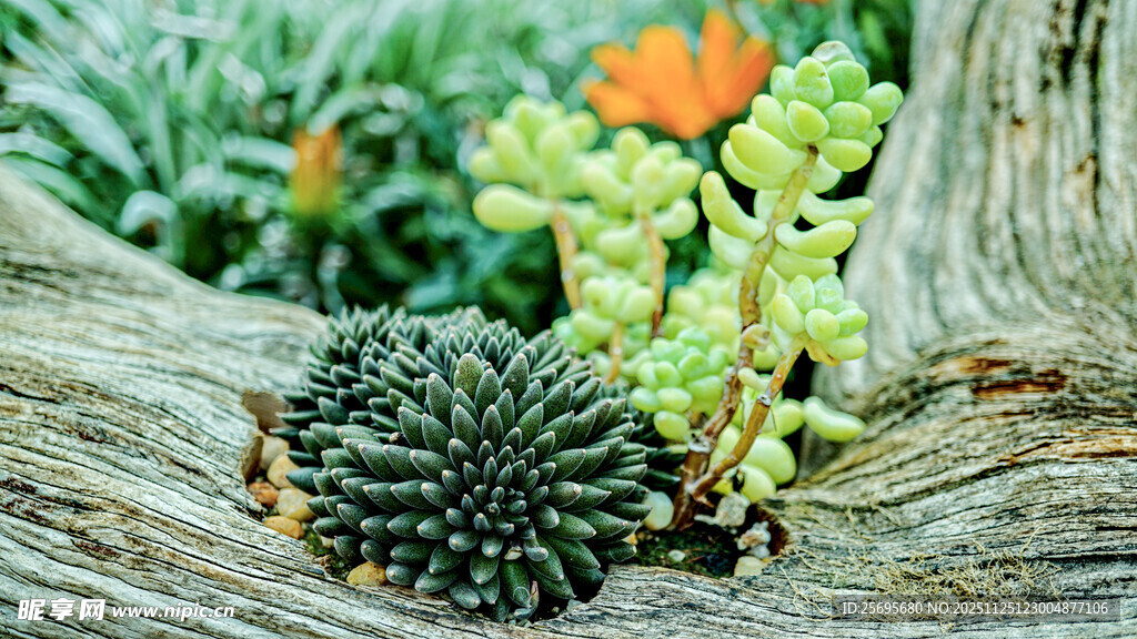 木头上的多彩多肉植物