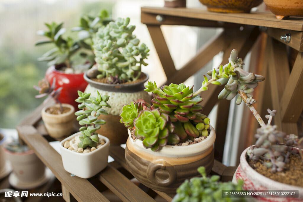 多样多肉植物摆放展示架