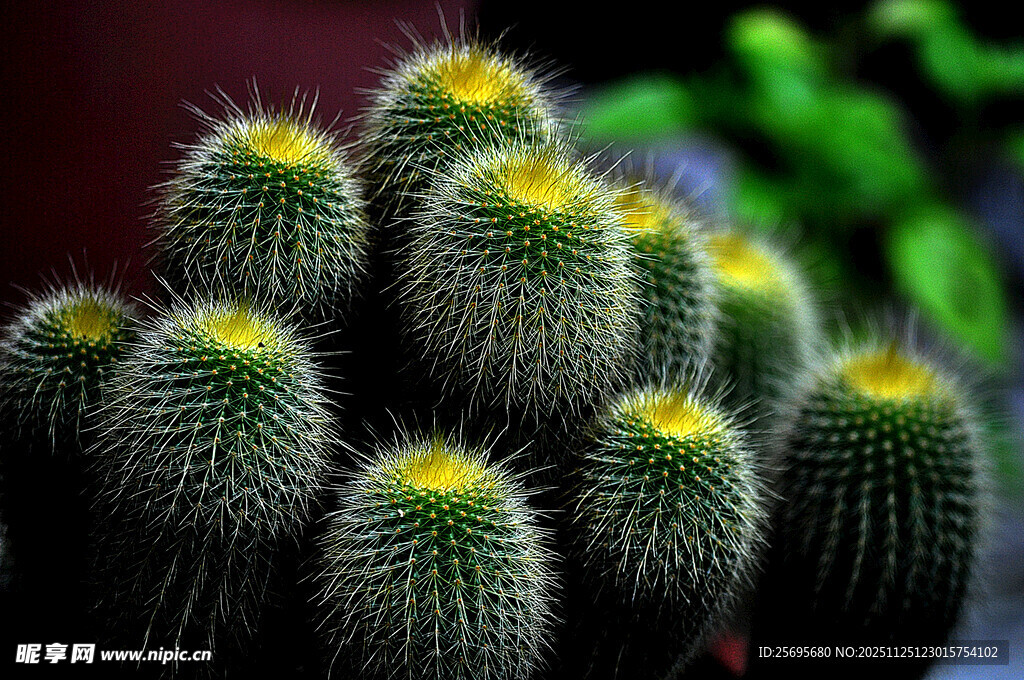 可爱仙人球盆栽