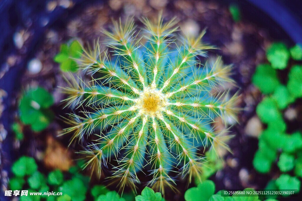 球形仙人掌特写