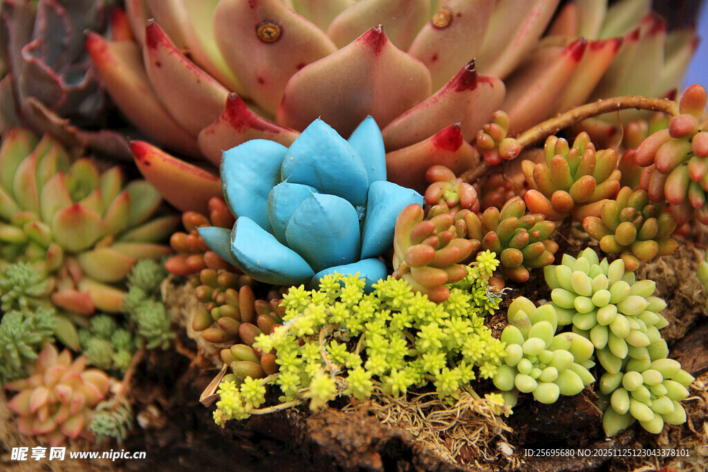 多彩多肉植物组合景观
