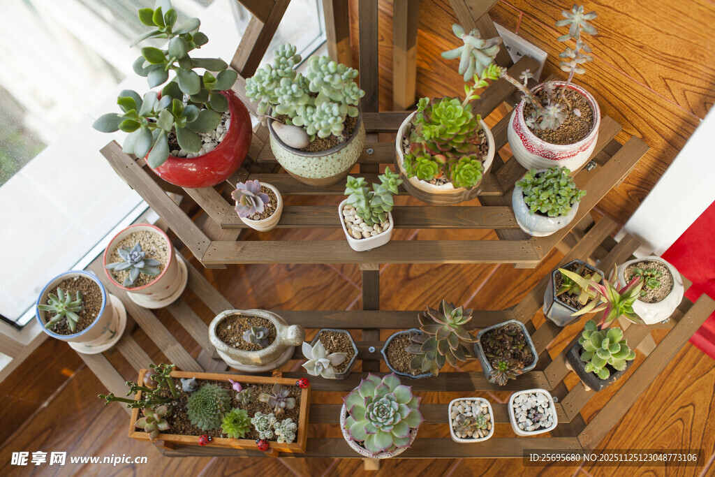 多层架上的多彩多肉盆栽