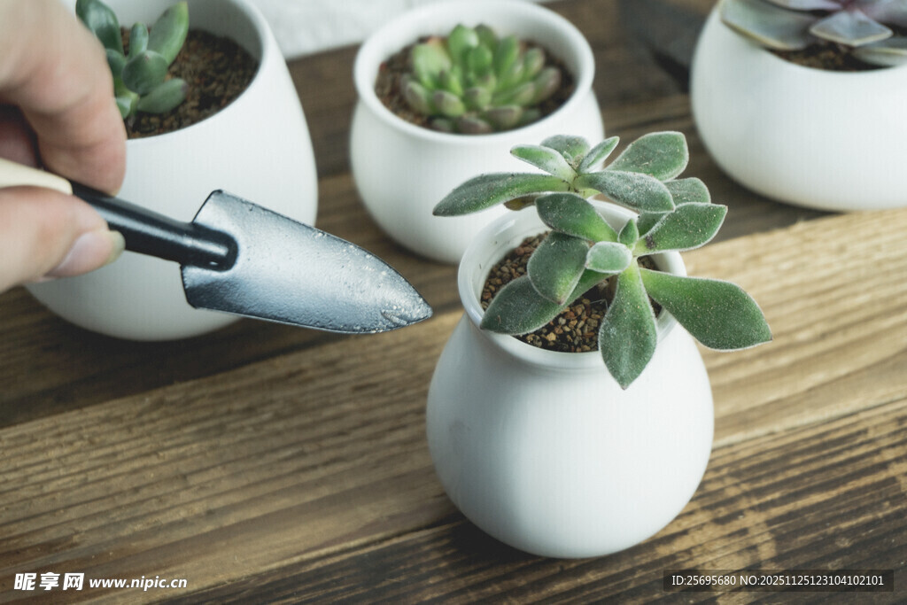 手持工具照料盆栽绿植