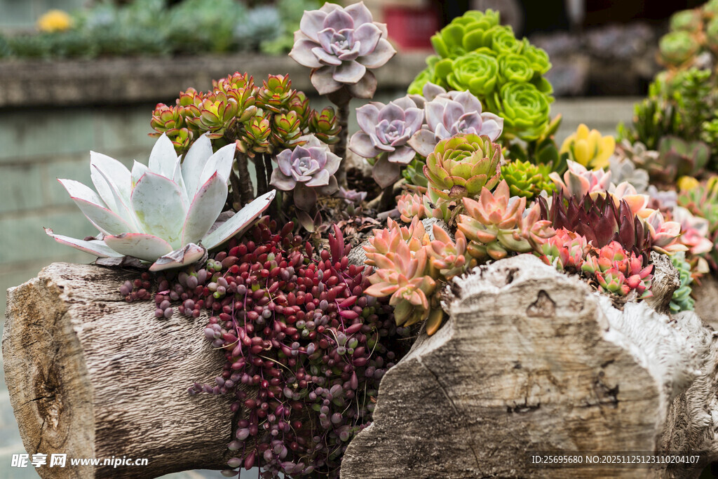 木桩上的多彩多肉植物