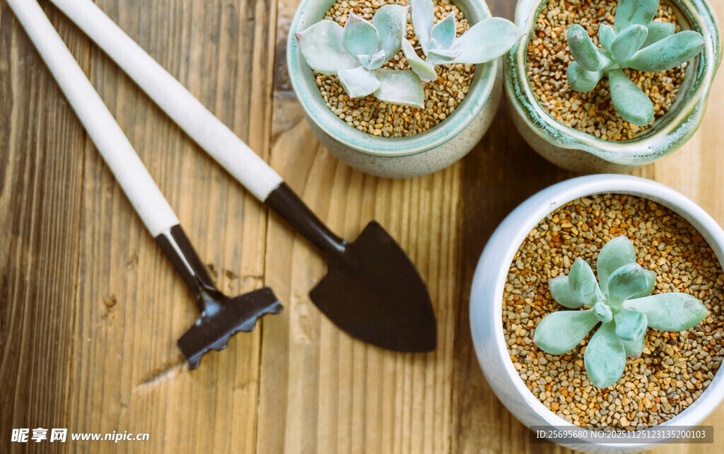 木质桌上的多肉与园艺工具