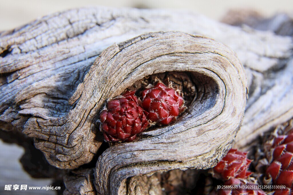 枯木上的红色果实奇观