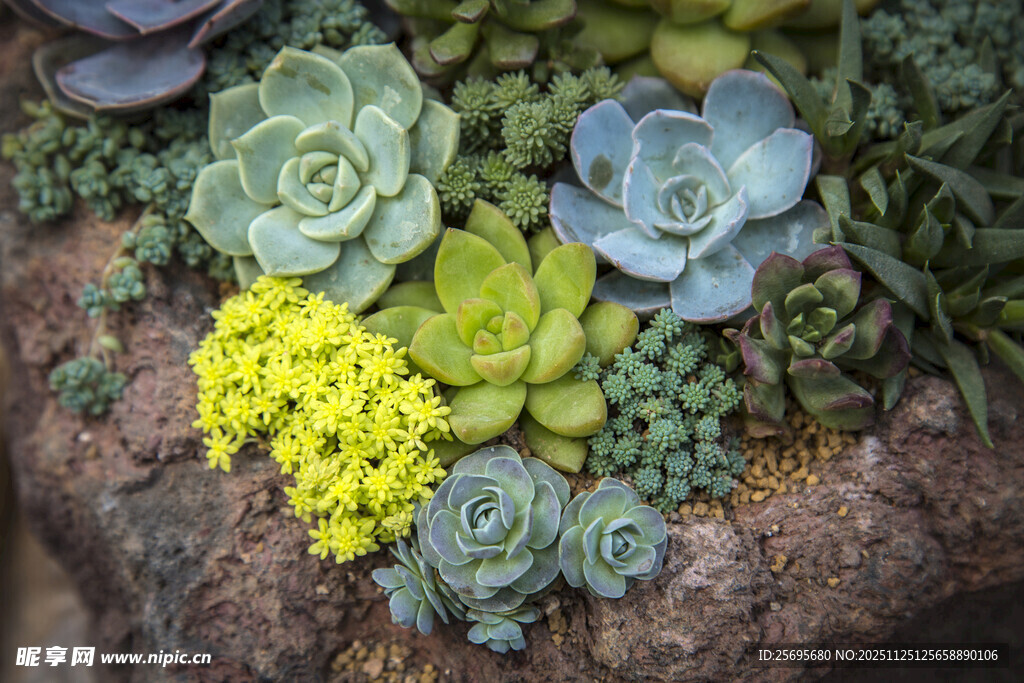 多彩多肉植物组合