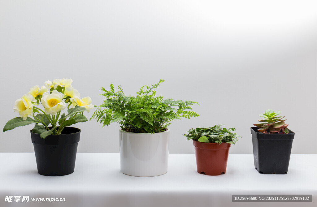 多彩盆栽组合展示