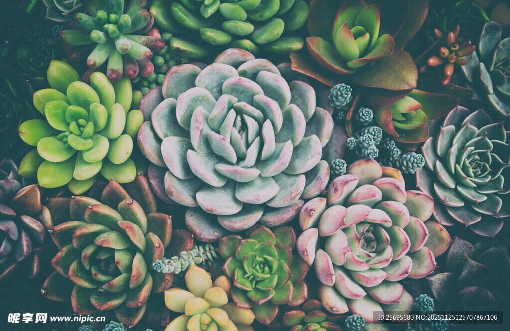 多彩多肉植物大集合