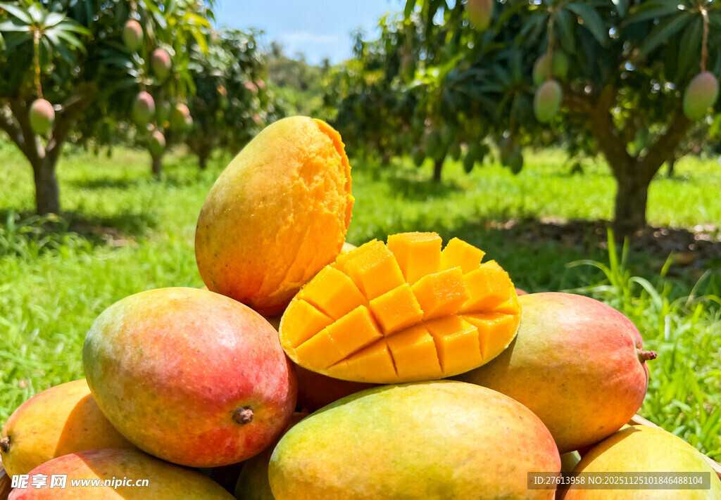 果园里的芒果
