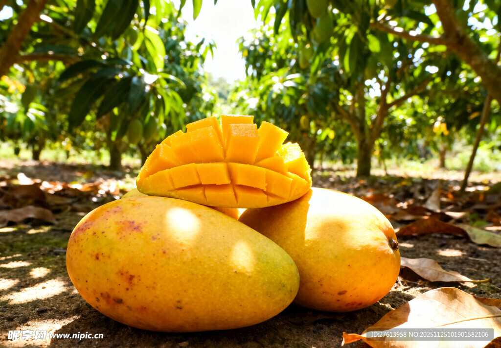 果园里的大芒果