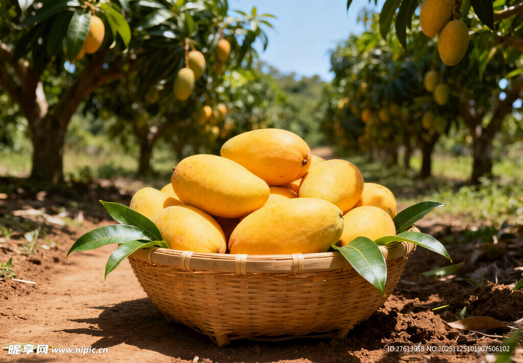 果园中木筐里的芒果