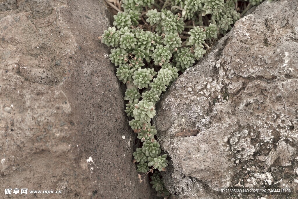 石缝中顽强生长的绿植