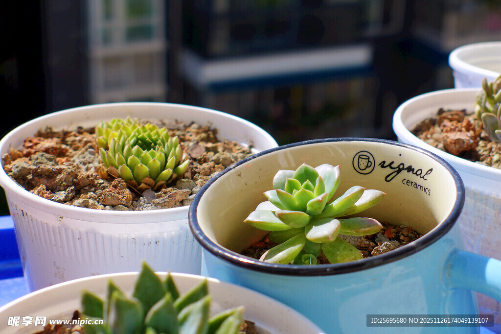 多彩多肉盆栽装点生活